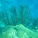 22- Corail gorgone 